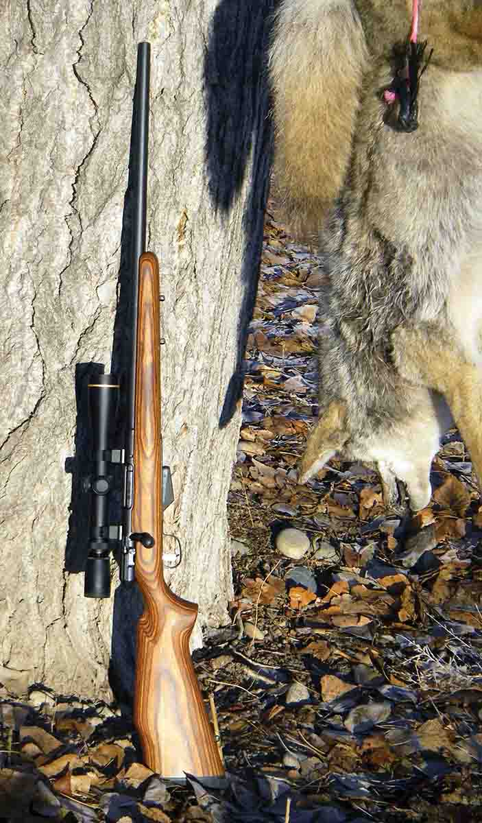 The .17 Hornet is best as a varmint cartridge used on small pests, but it can also be used on animals the size of coyotes.